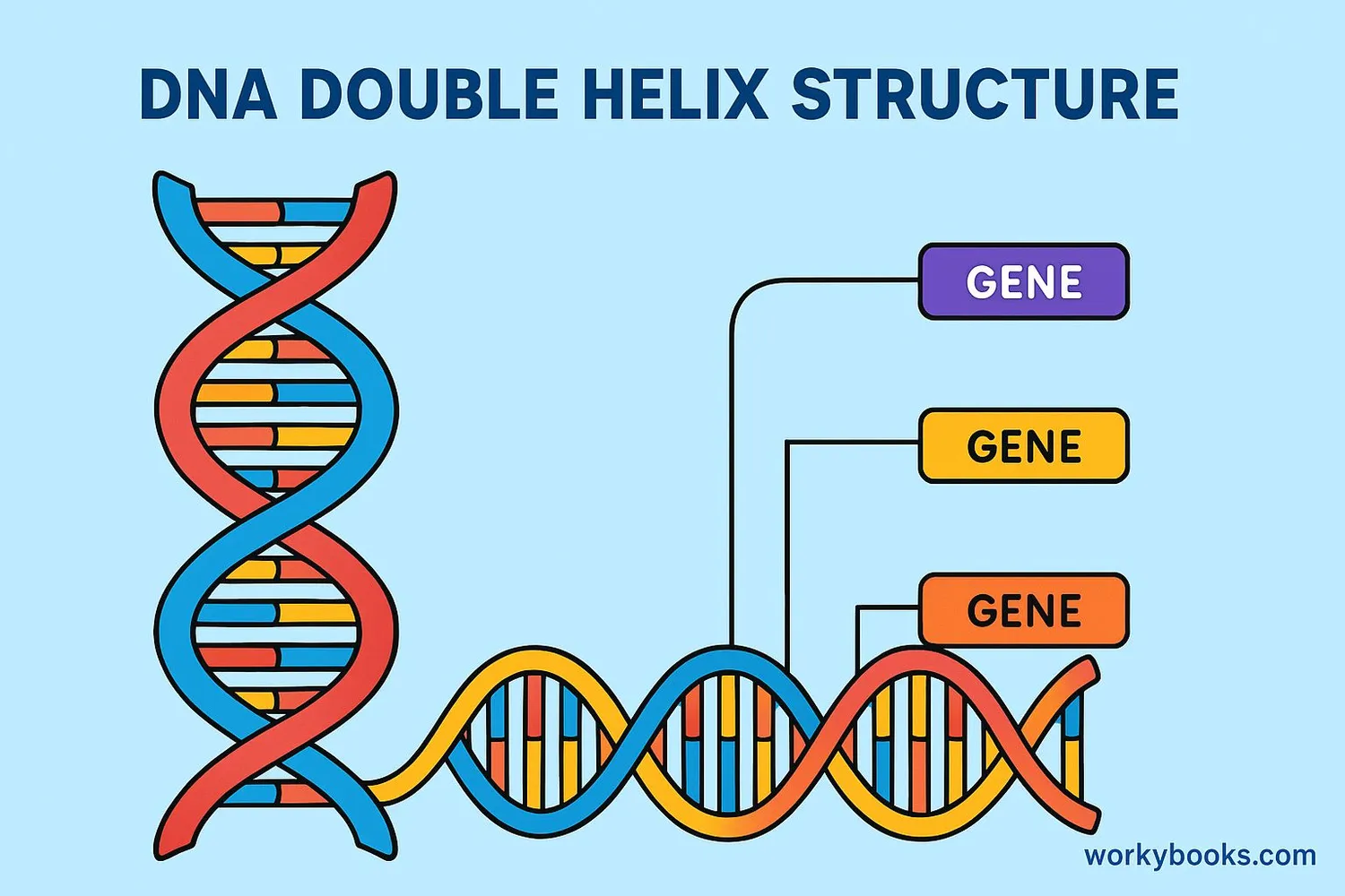 Visual representation of DNA structure