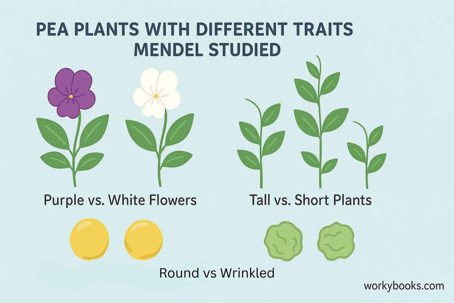 Mendel's pea plant experiments diagram
