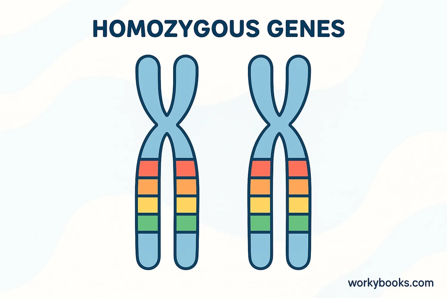 Homozygous genes have two identical alleles