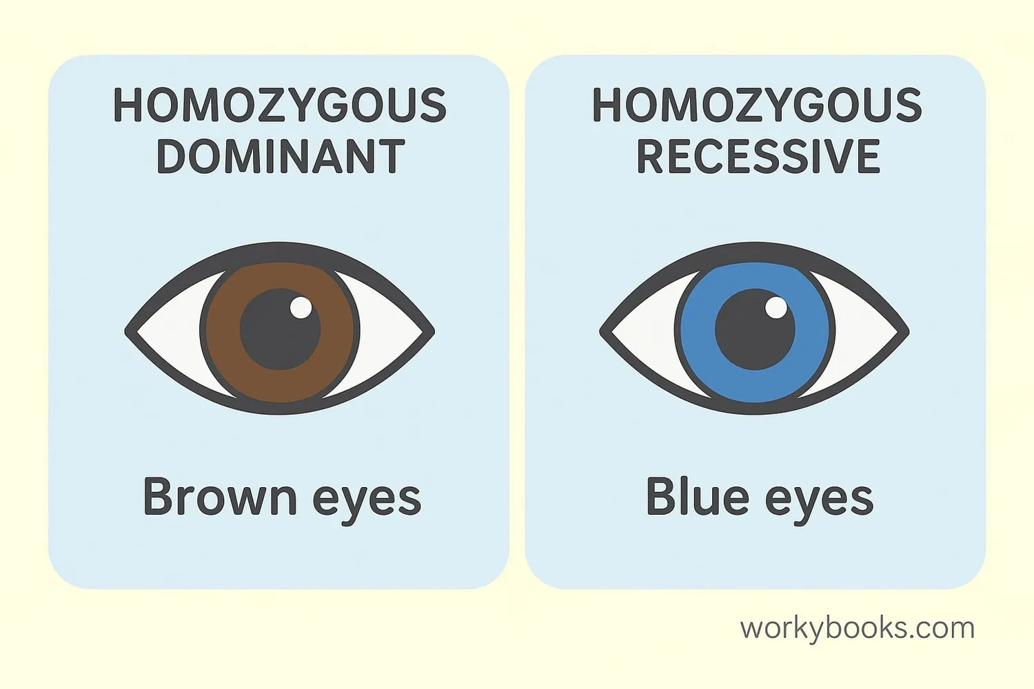 Comparison of homozygous dominant and homozygous recessive traits