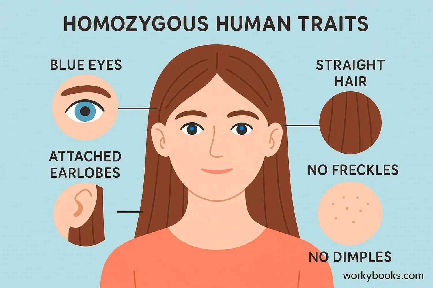 Examples of homozygous traits in humans
