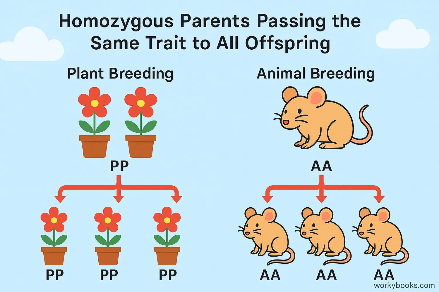 Importance of homozygous traits in genetics
