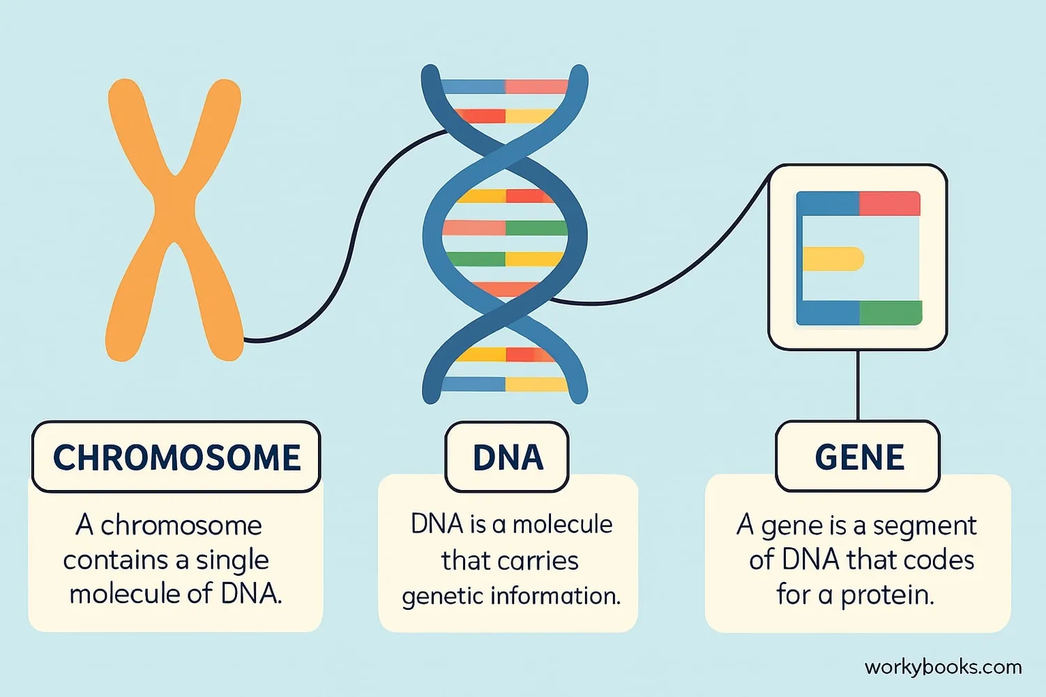Diagram showing the relationship between DNA, genes, and chromosomes