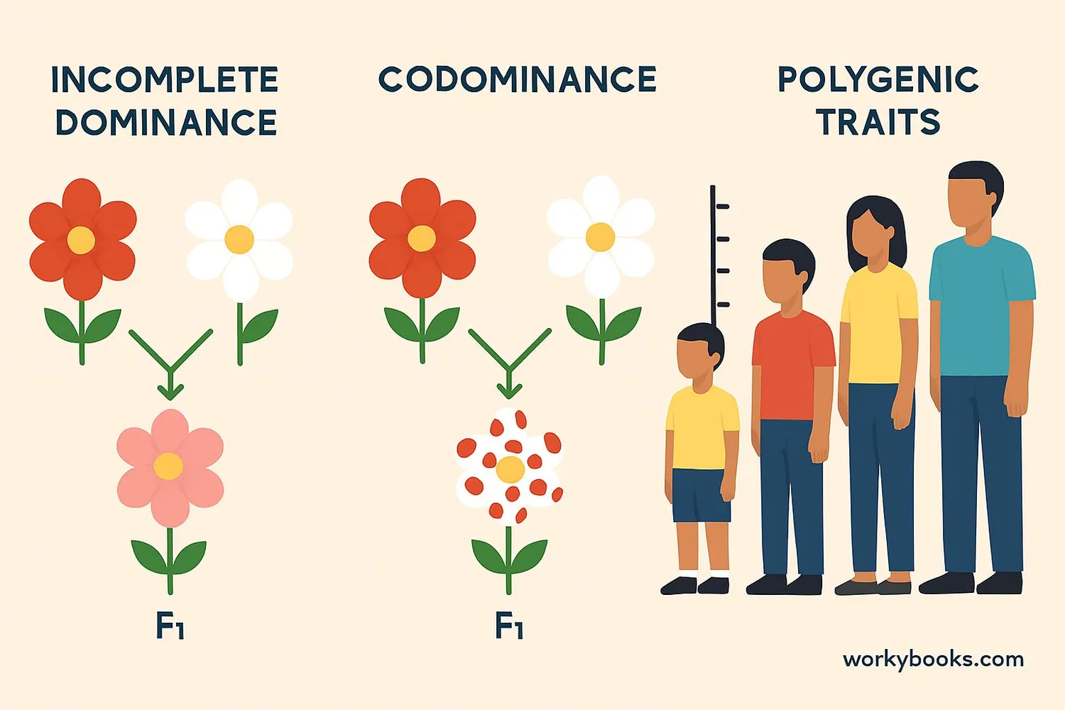 Non-Mendelian inheritance patterns