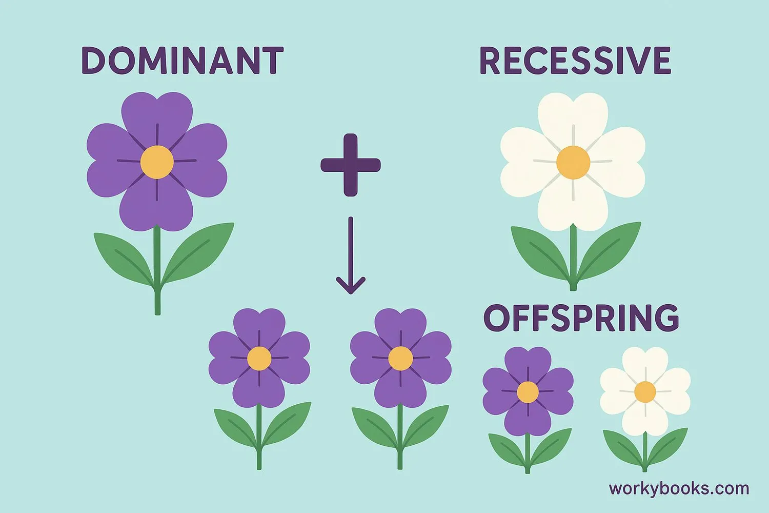 Mendelian inheritance of pea plant traits