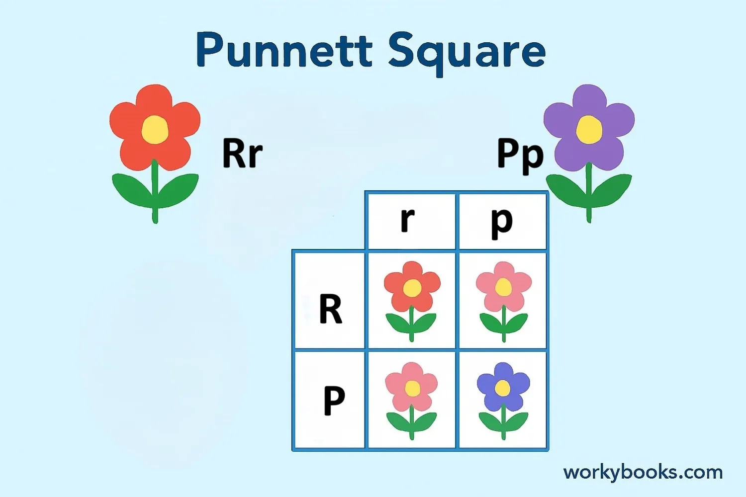 Punnett square diagram showing genetic combinations