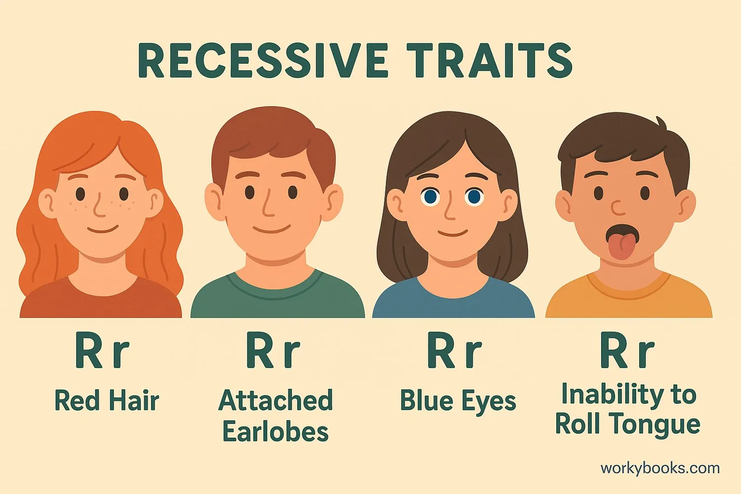 Illustration showing common recessive traits in humans