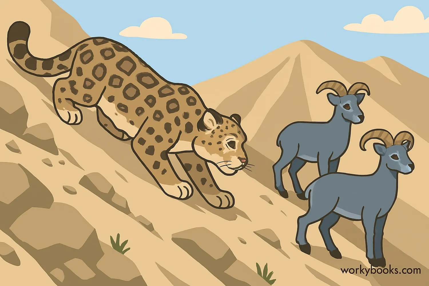 Snow leopard hunting blue sheep on a mountainside