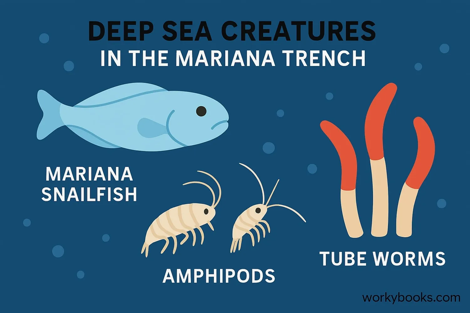 Illustration of deep sea creatures found in the Mariana Trench