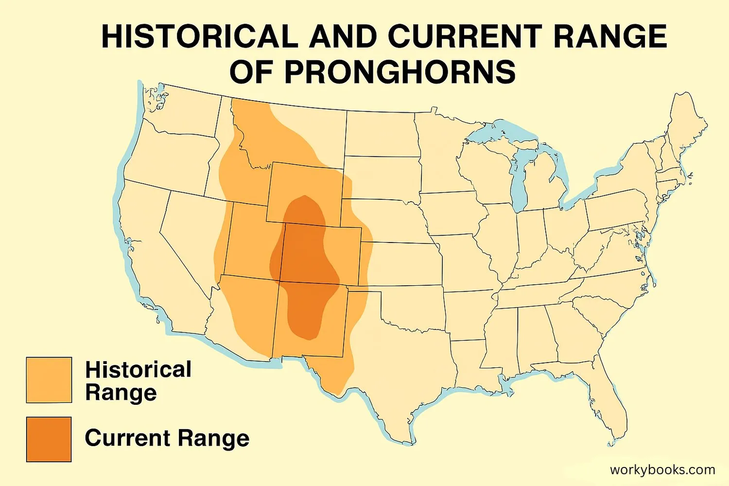 Pronghorn Definition Examples - 1753701582705 552230449 Pronghorn 3.webp