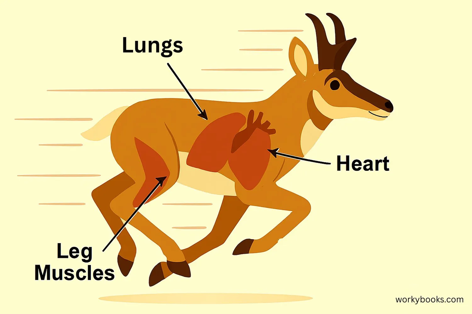 Illustration showing pronghorn running at high speed