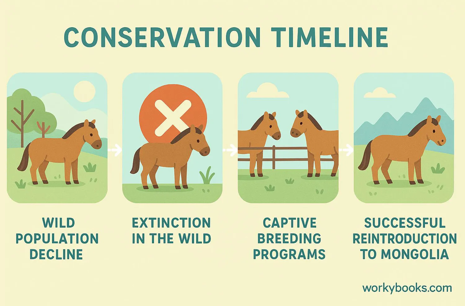 Timeline showing Przewalski's horse population decline and recovery through captive breeding