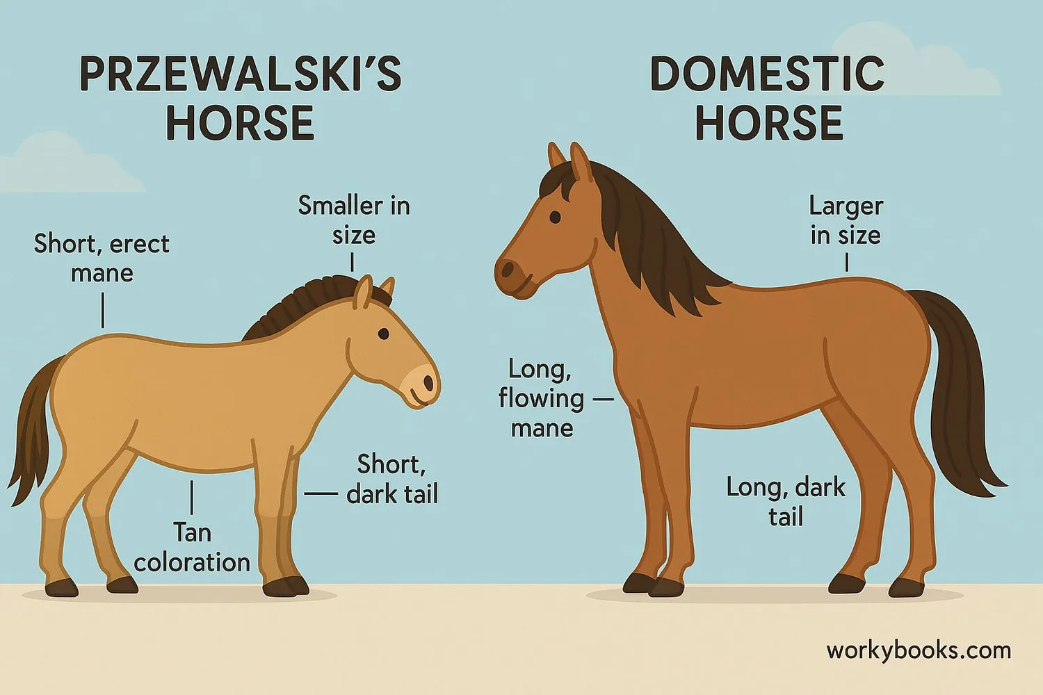 Diagram comparing Przewalski's horse to domestic horse showing size, mane, and coloration differences