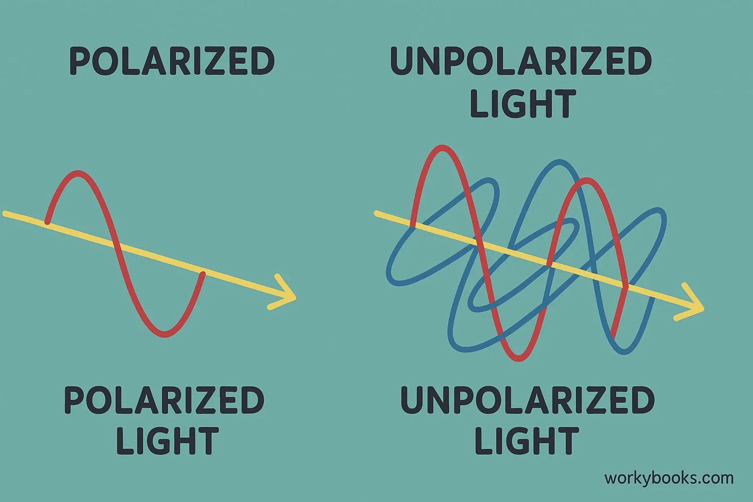 Comparison of polarized and unpolarized light waves