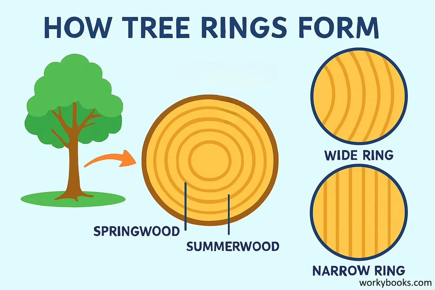 Diagram showing tree ring formation and growth patterns