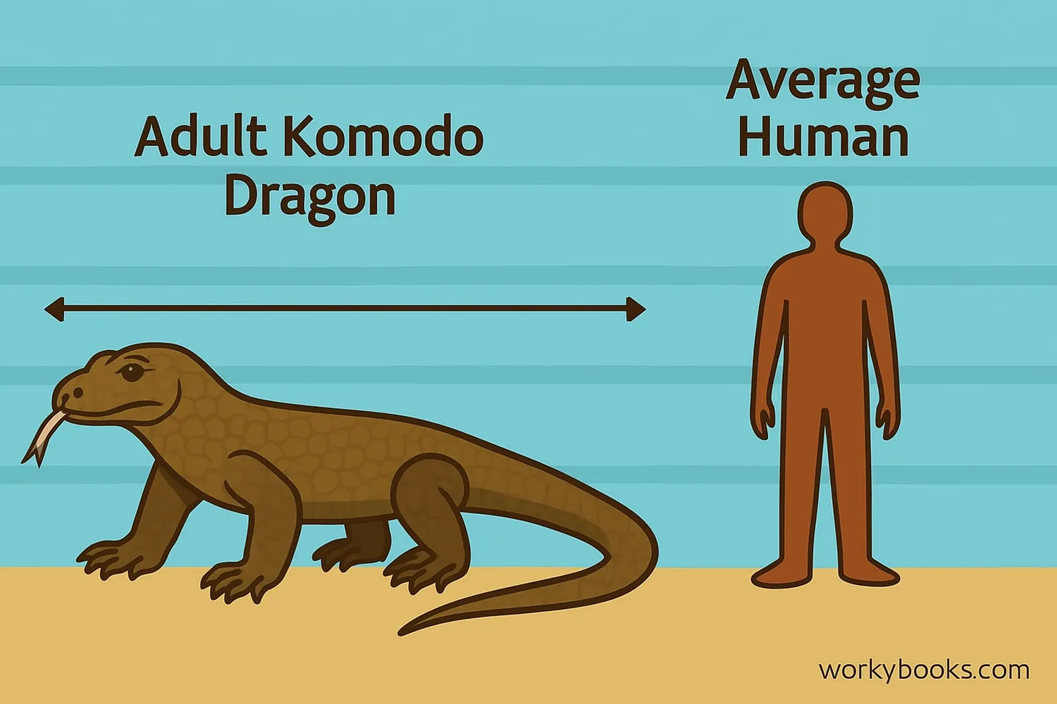 Size comparison between a Komodo dragon and a human