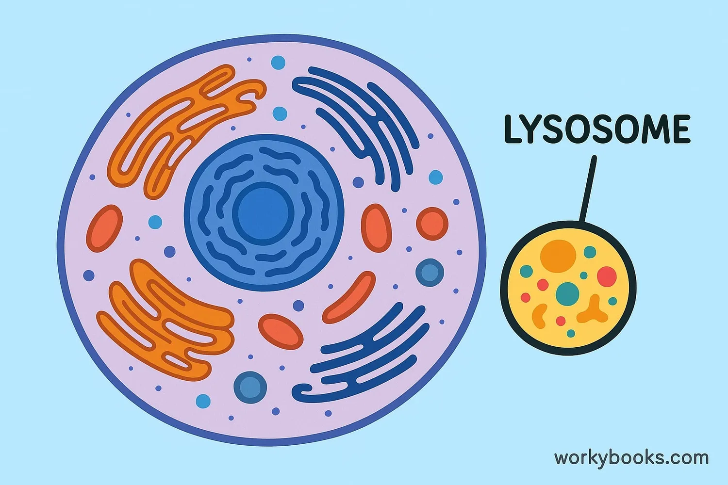 Illustration showing a lysosome inside a cell
