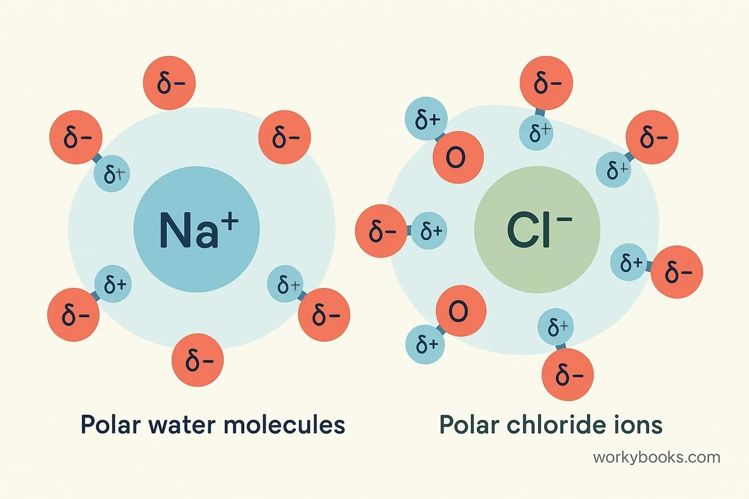 How polar water molecules dissolve ionic compounds
