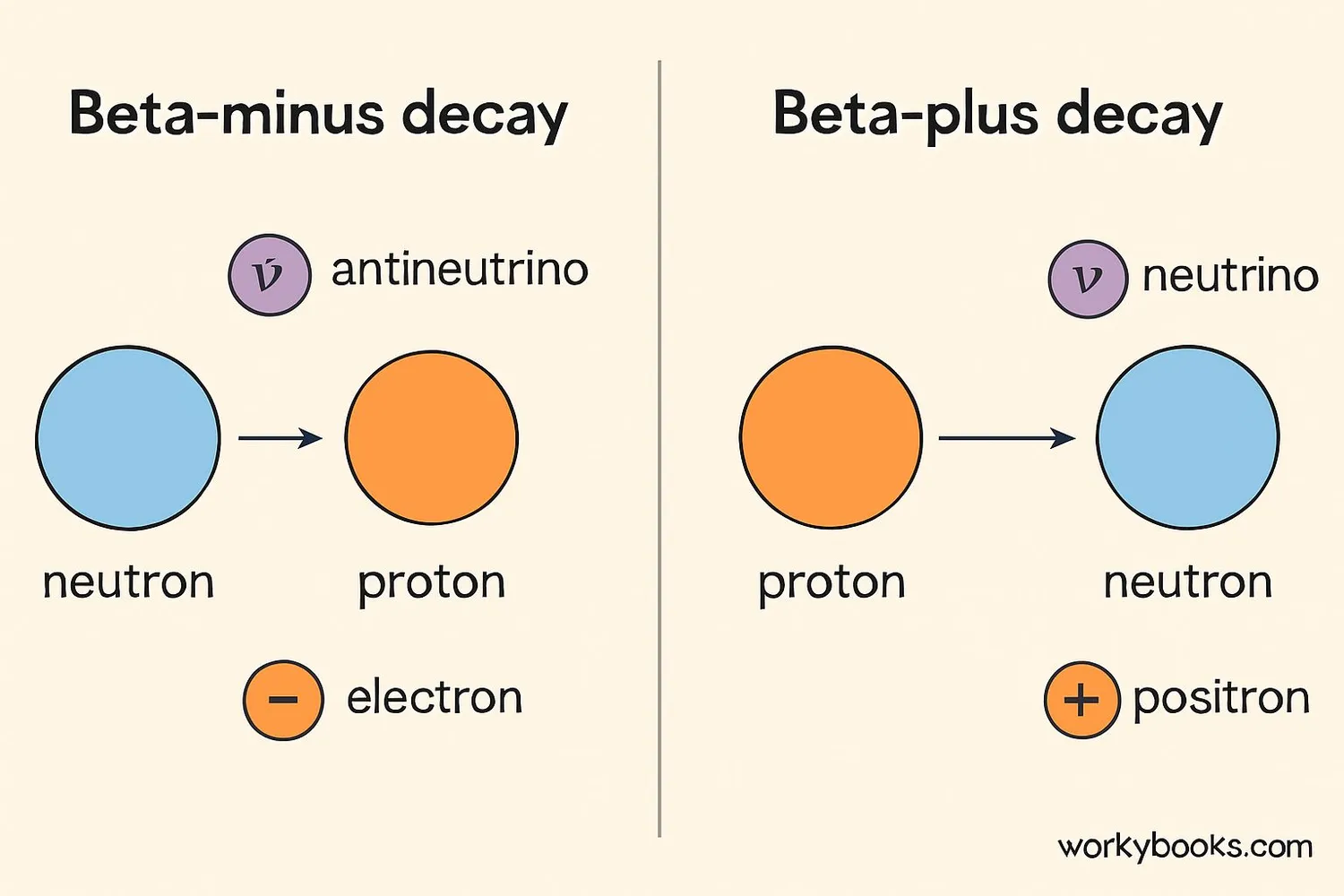 Comparison of beta-minus and beta-plus decay processes