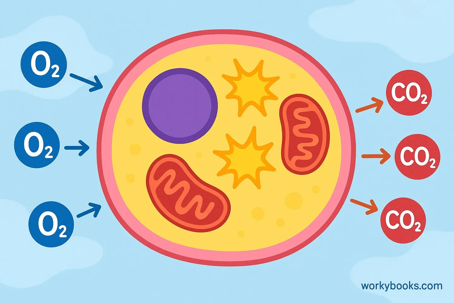 Visual representation of aerobic respiration: A cell with oxygen entering and energy being produced