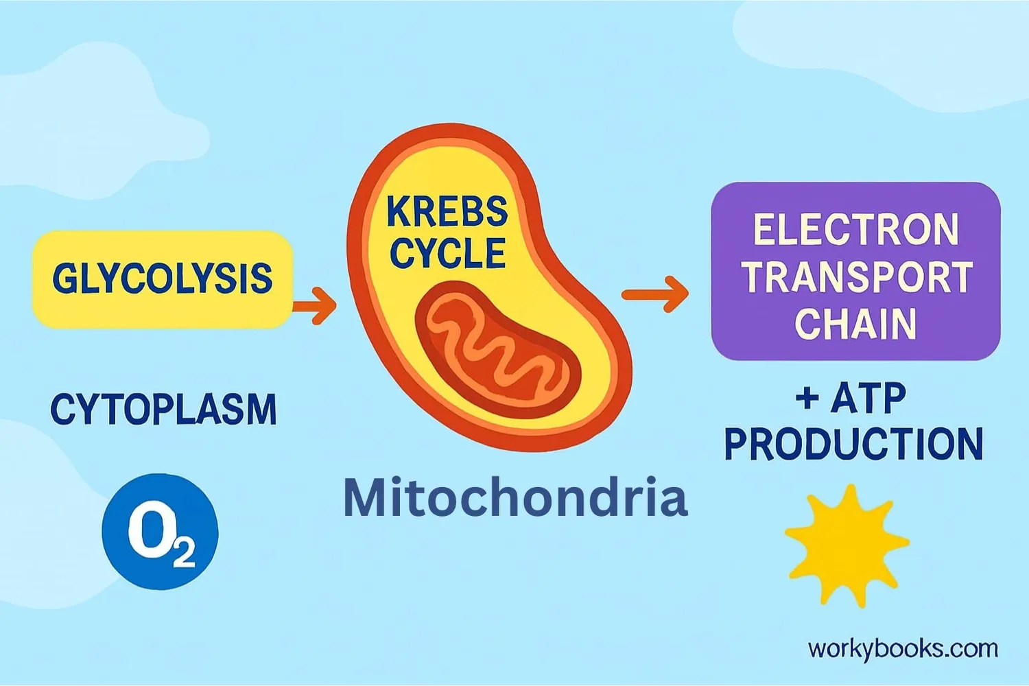 Diagram showing the three stages of aerobic respiration: glycolysis, Krebs cycle, and electron transport chain