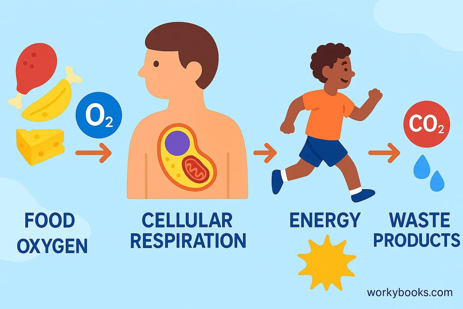 Illustration showing energy flow: Food and oxygen entering body, aerobic respiration in cells, energy and waste products leaving