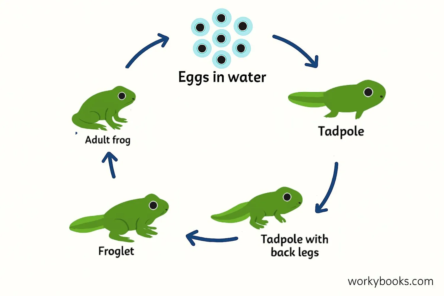Diagram showing frog metamorphosis