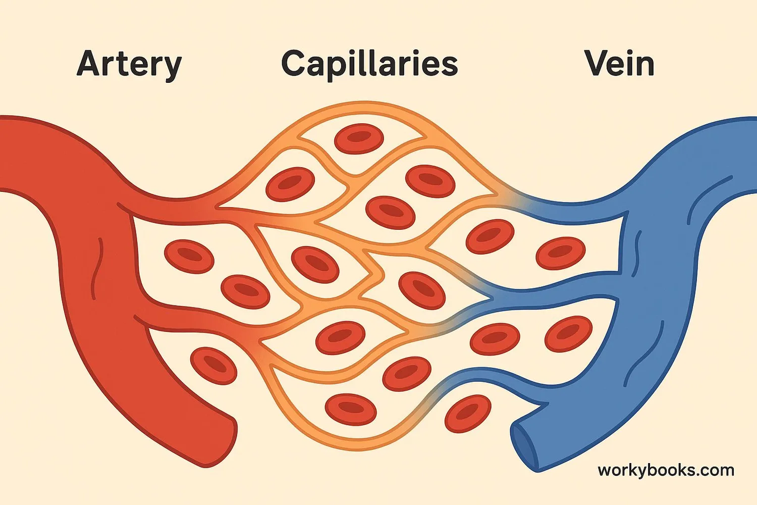 Visual representation of capillaries