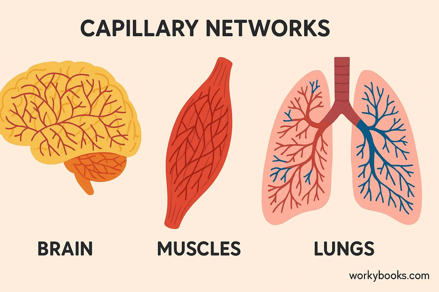 Illustration showing capillary networks in different body parts