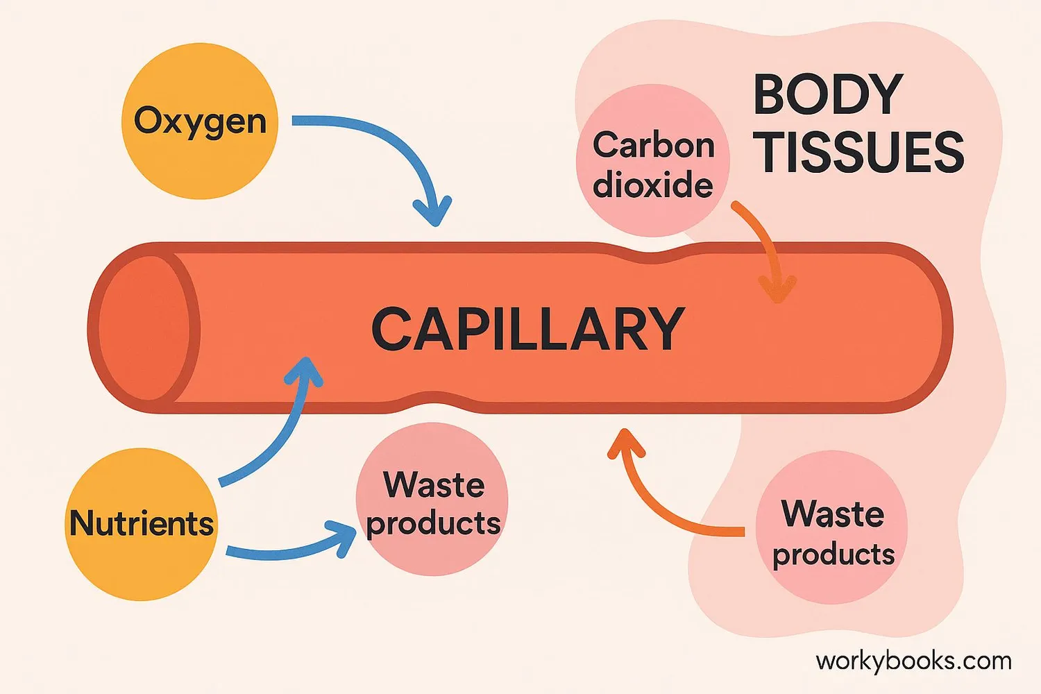 Diagram showing oxygen and nutrient exchange in capillaries