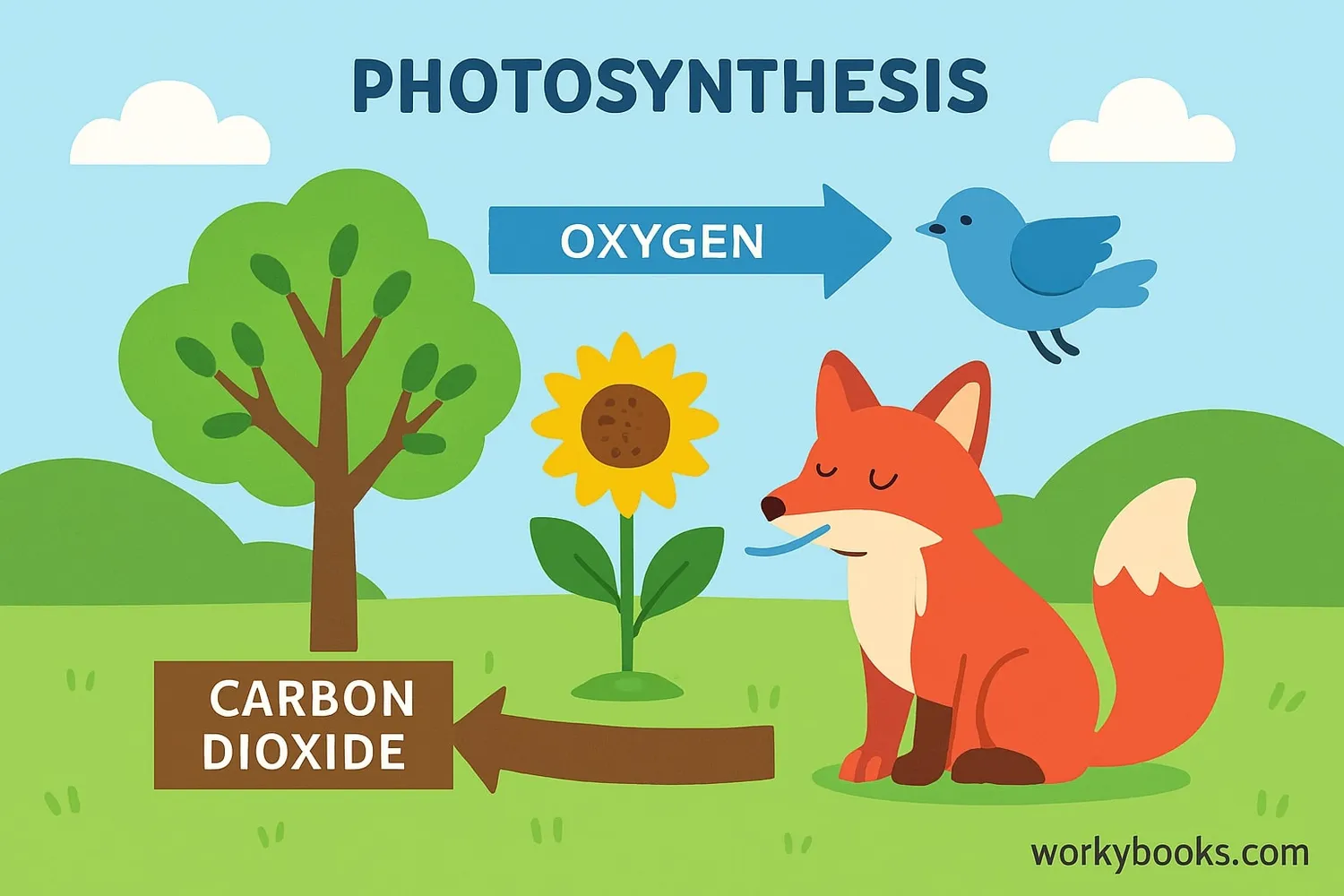 The oxygen cycle between plants and animals