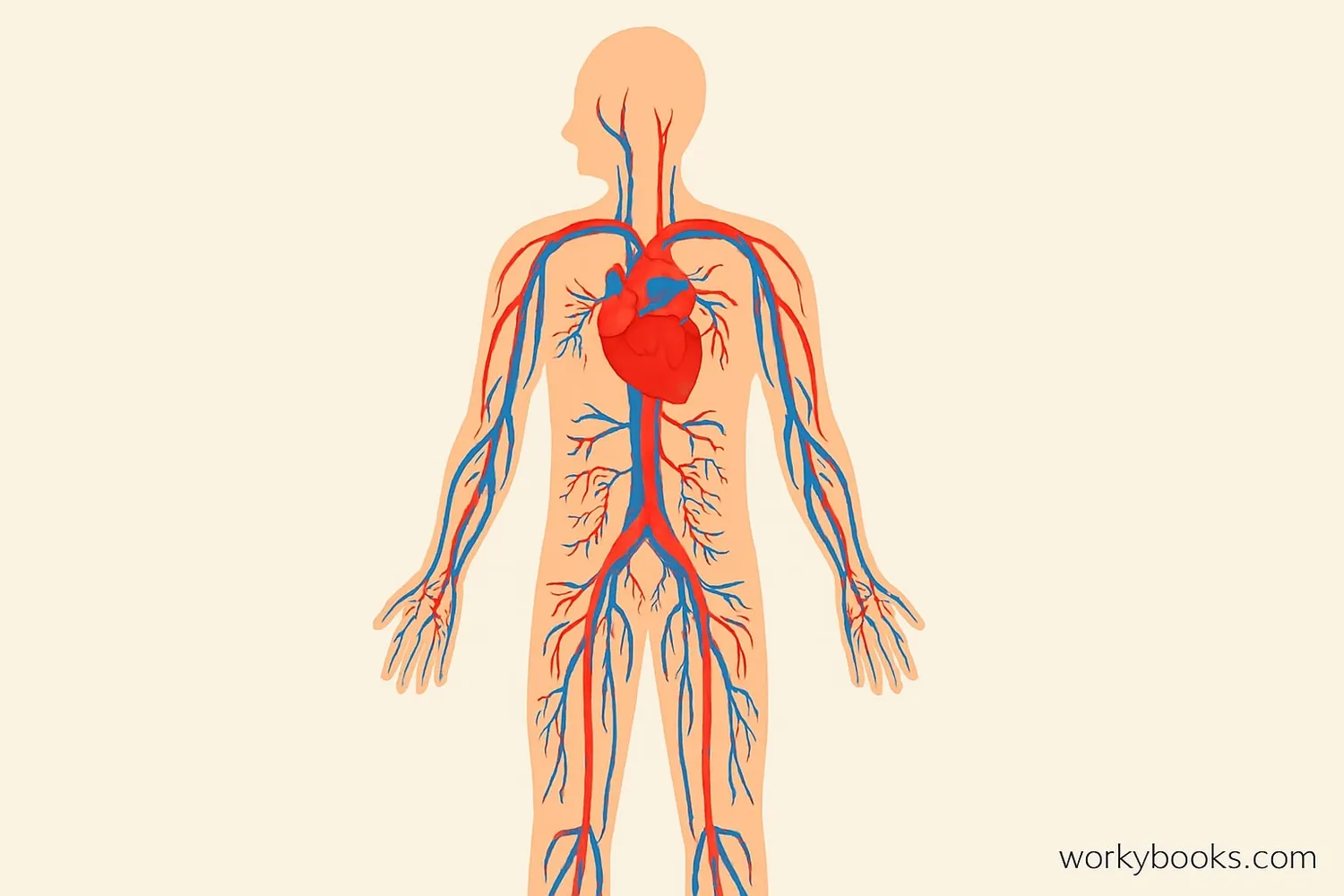Illustration showing the circulatory system