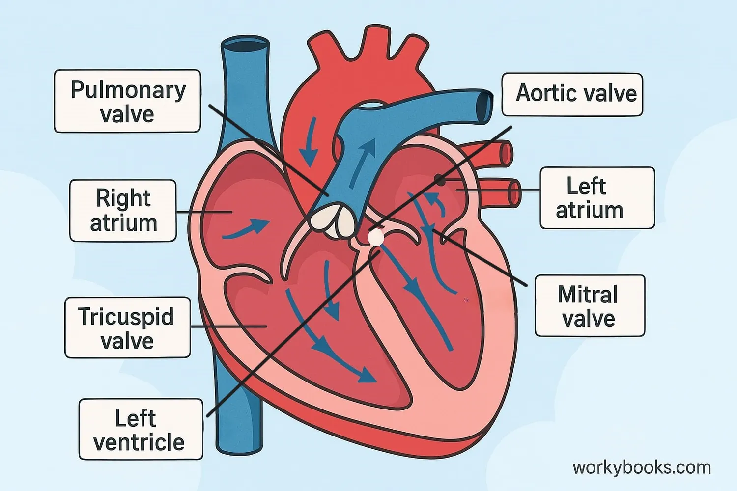 Diagram showing heart structure and blood flow