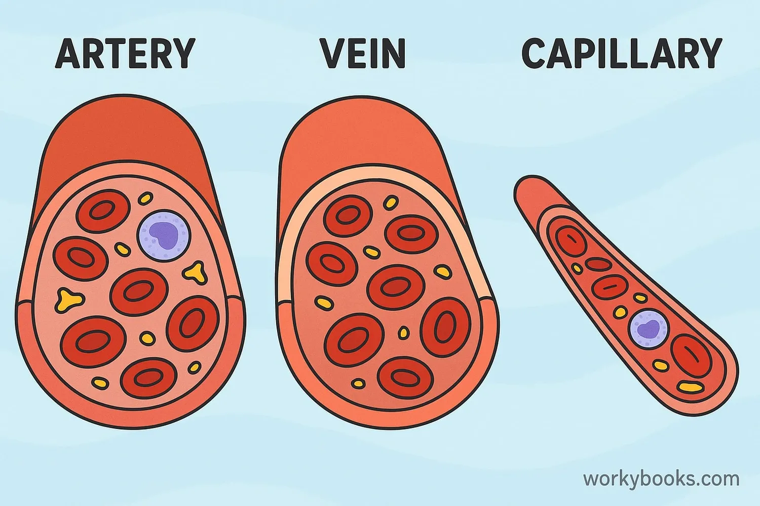 Types of blood vessels and blood components