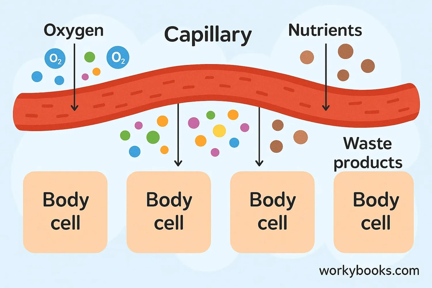Nutrient and oxygen exchange at the cellular level