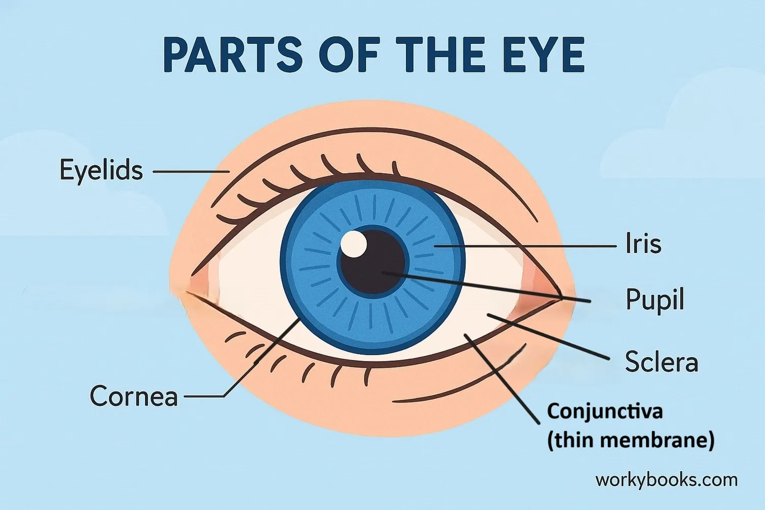 Illustration showing the conjunctiva membrane covering the eye