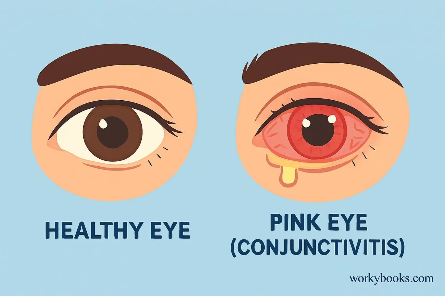 How the conjunctiva protects your eyes