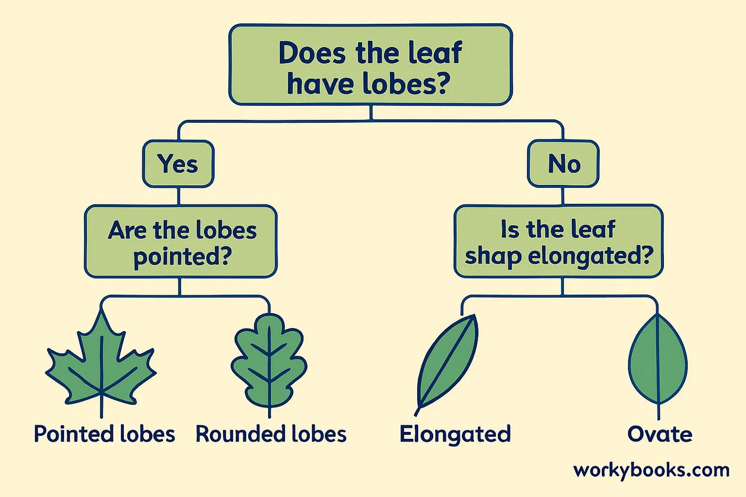 Diagram showing a dichotomous key for identifying leaves with different shapes
