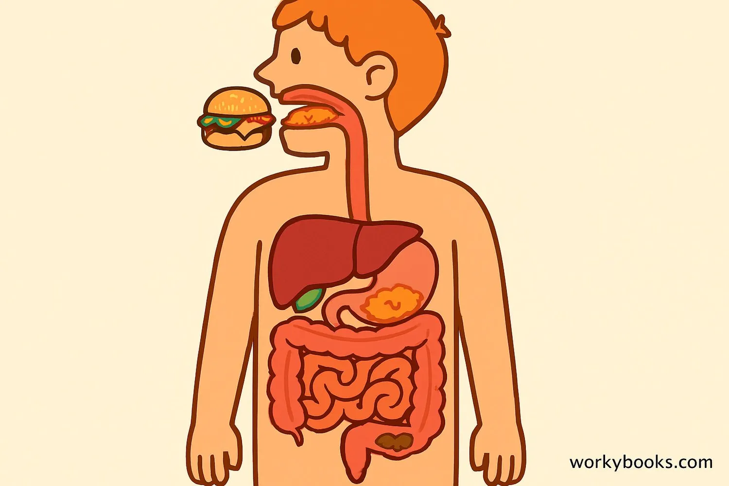 Human digestive system diagram showing all organs
