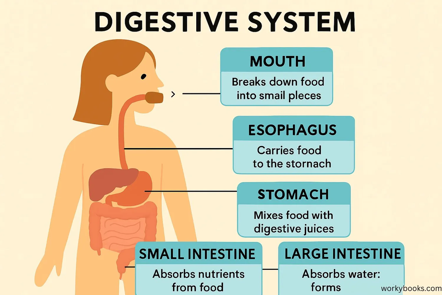 Food journey through digestive system