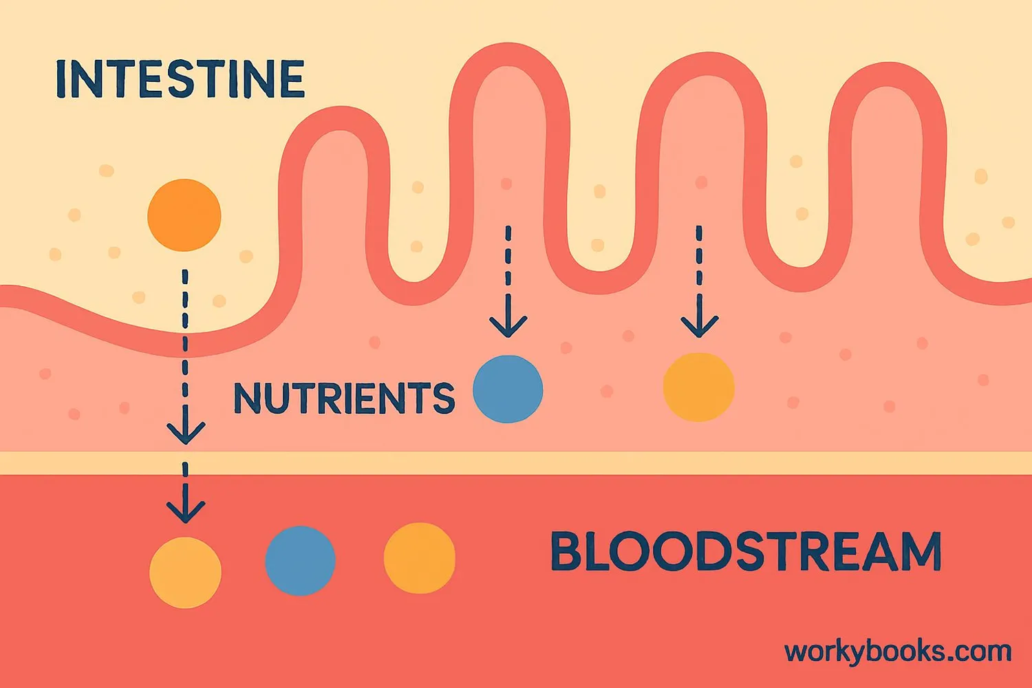 Nutrient absorption in small intestine