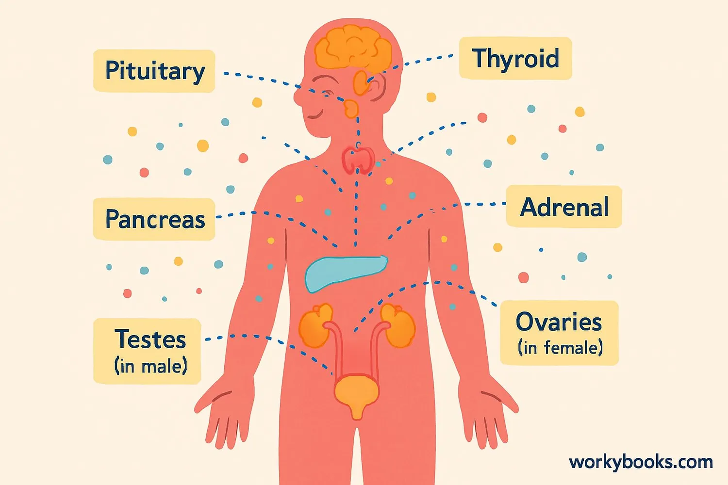 Visual representation of the endocrine system