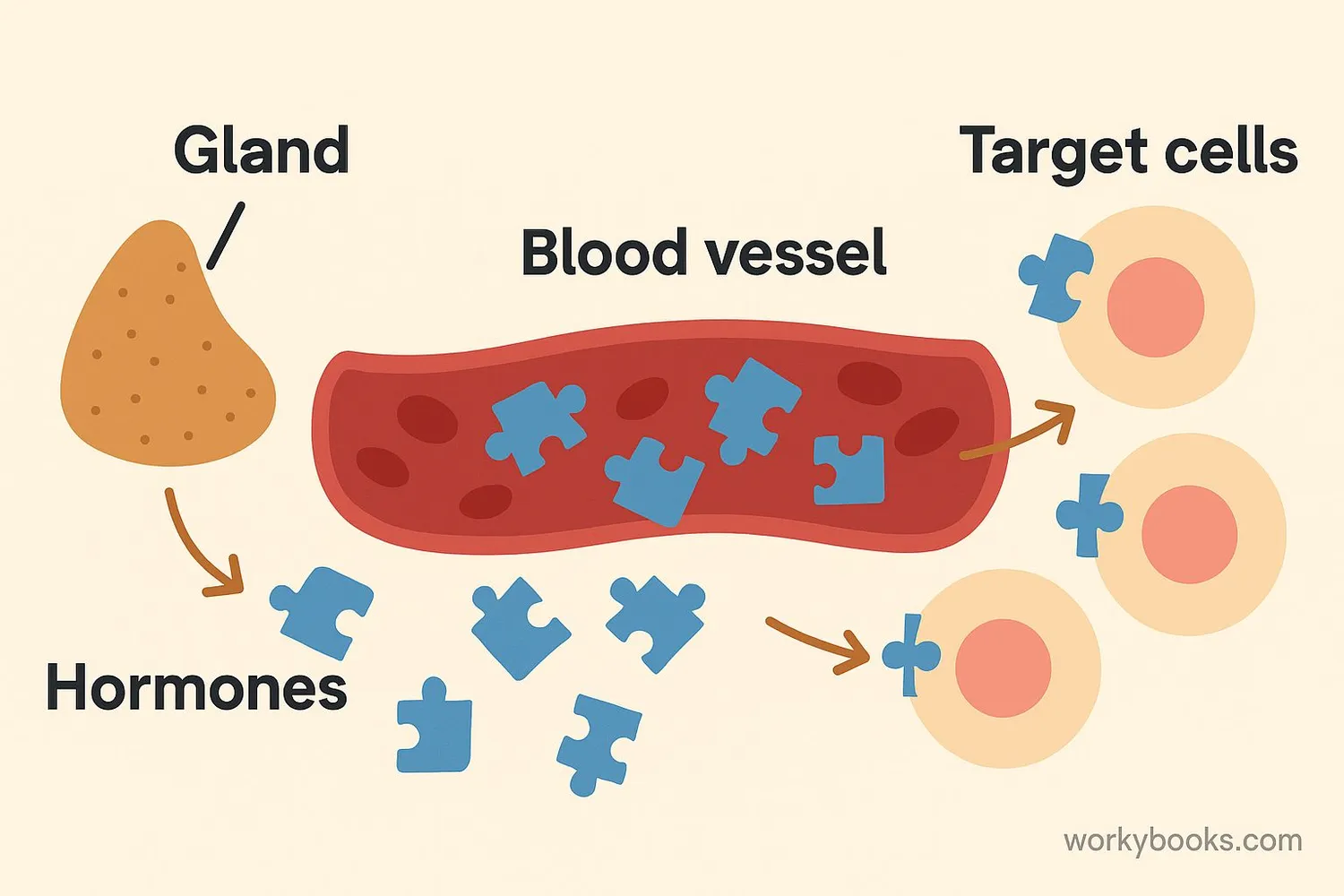 Diagram showing how hormones travel from glands to target cells