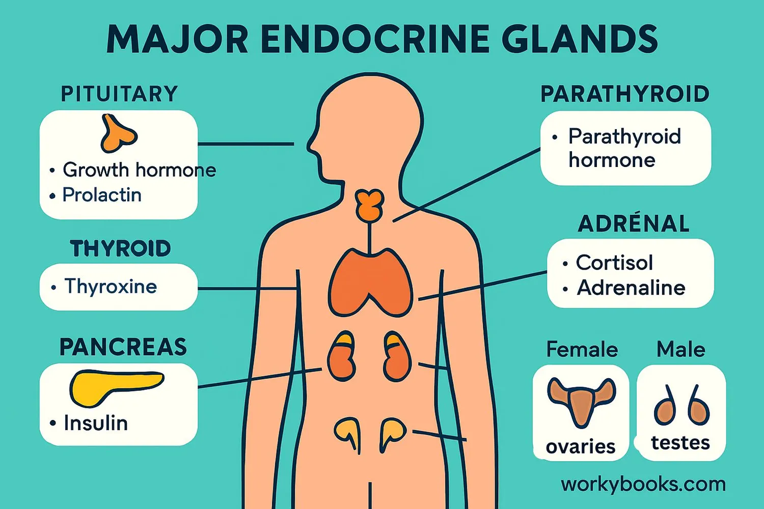 Infographic of the major endocrine glands and their functions
