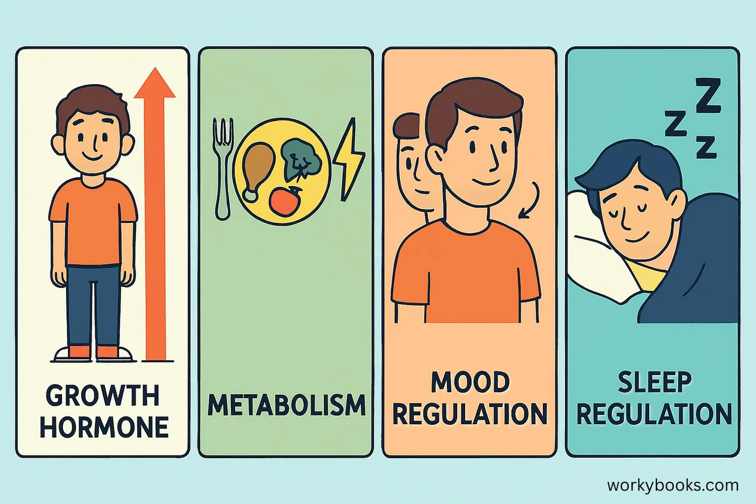 Illustration showing hormone effects on growth, metabolism, mood and sleep