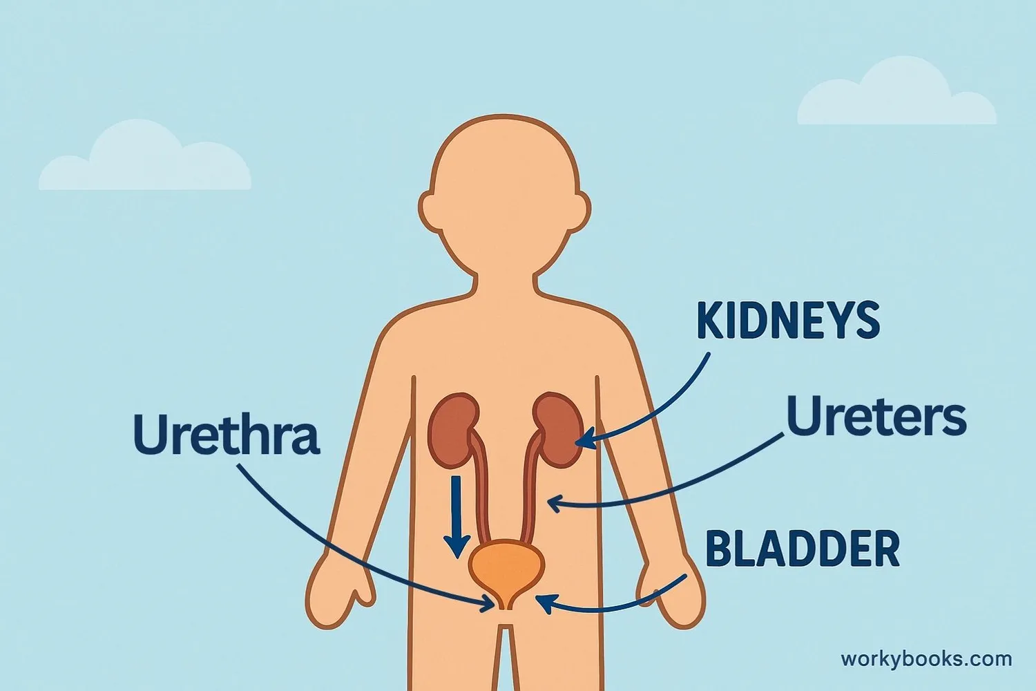 Diagram showing the main organs of the excretory system