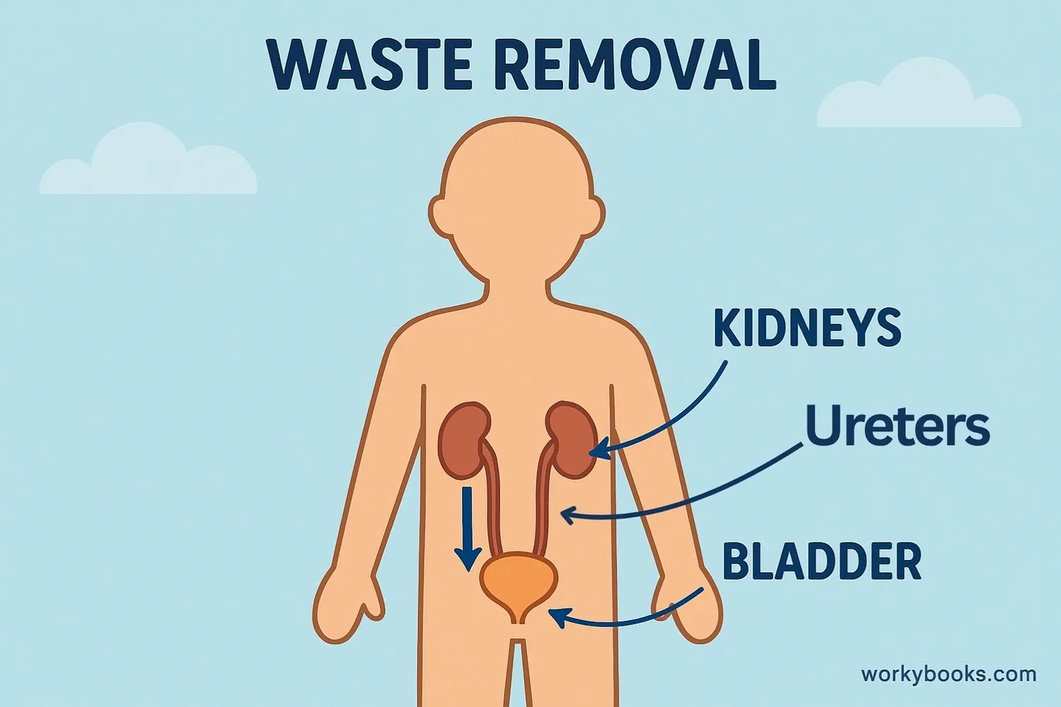 representation of the excretory system showing waste removal process