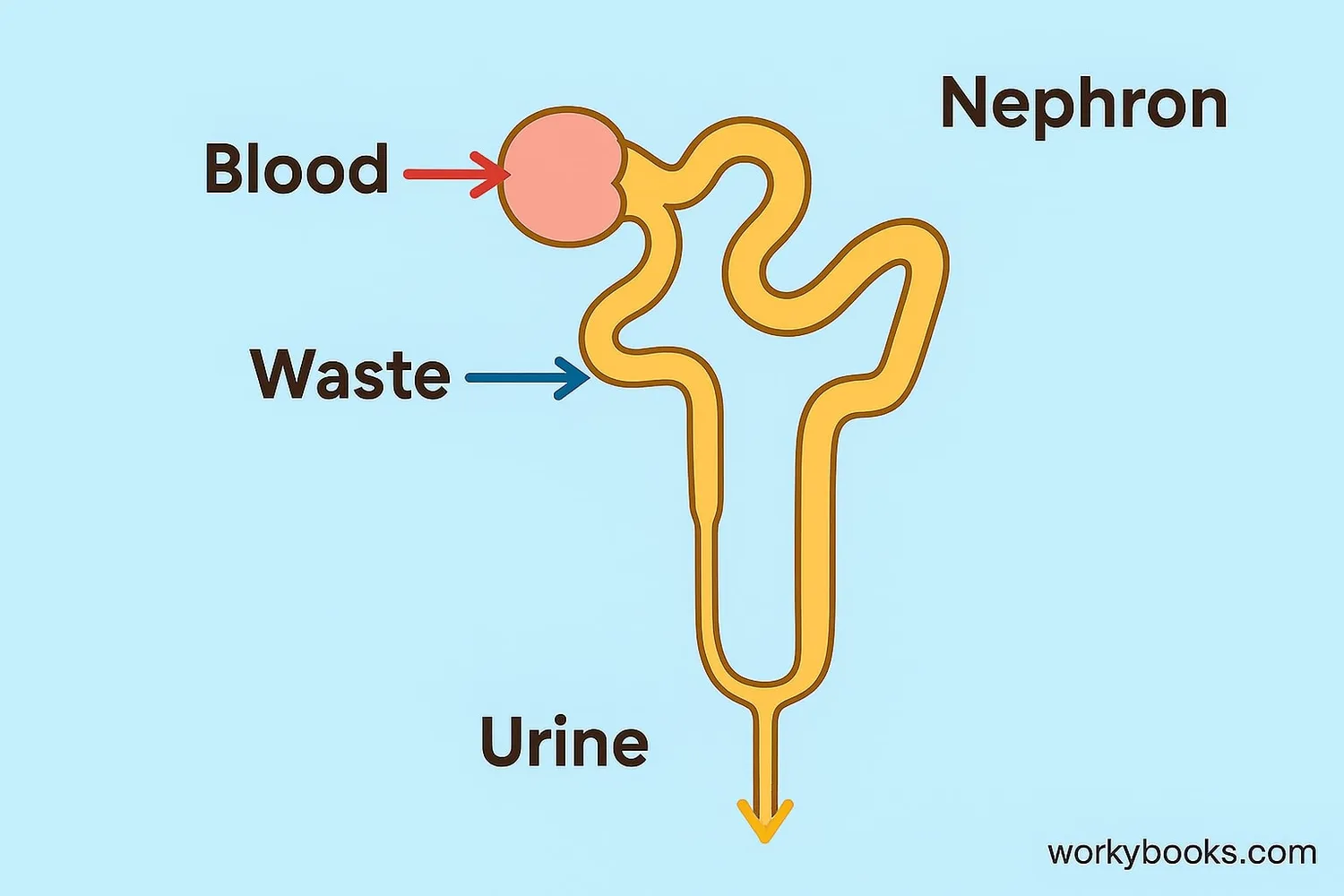 Illustration showing the filtration process in a nephron