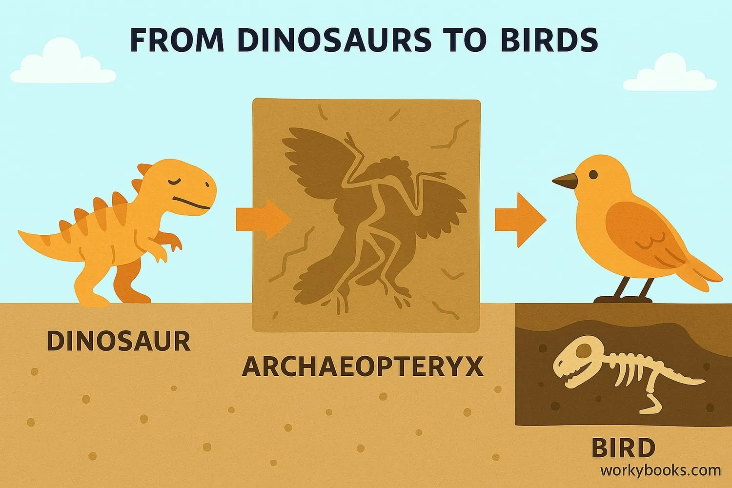 Illustration showing evolution from dinosaurs to birds