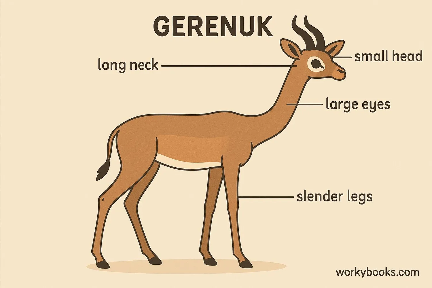 Gerenuk with labeled physical features